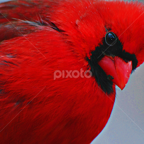 Red Cardinal by Laura Retyi - Animals Birds