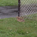 eastern cottontail