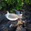 Gaviota de las Galápagos. Swallow-tailed Gull