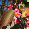 spindle, European spindle, common spindle