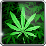 My Ganja Live Wallpaper Apk