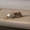 Olive-Shaded Bird-Dropping Moth