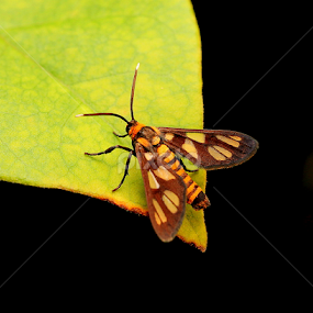 by Nicholas Lim - Animals Insects & Spiders