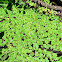 Common Duckweed