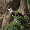 Osprey