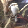 Kookabara