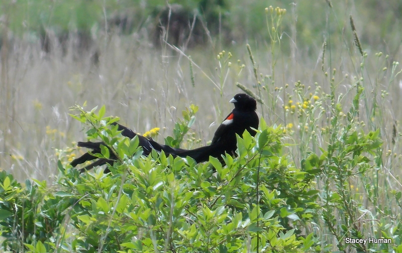Long-tailed widow bird
