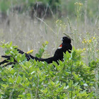 Long-tailed widow bird