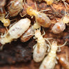 Niggerhead termite (two castes)