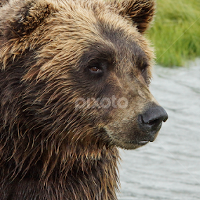 Bear country by Tracy Riedel-Dorsch - Animals Other Mammals