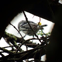 Black and white warbler