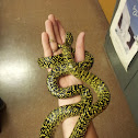 Common Kingsnake