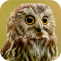 Owl Sound Bird Sounds icon