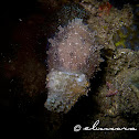 Stumpy-spined Cuttlefish, Dwarf Cuttlefish