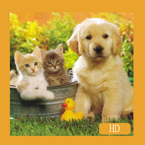 Cat And Dog Wallpapers Hd Free Free Android App Market
