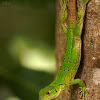 Immature Black Spiny-tailed Iguana