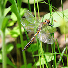 Spiny Baskettail