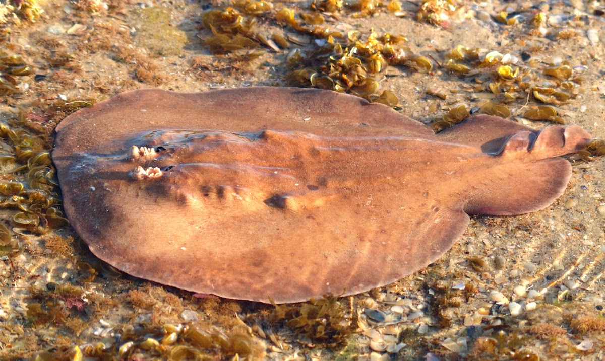Short-tailed Electric Ray ( Numbfish )