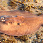 Short-tailed Electric Ray ( Numbfish )