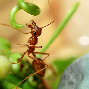 Hungry by Iwan Zack - Animals Other