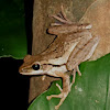 Common Tree Frog or Four-lined Tree Frog