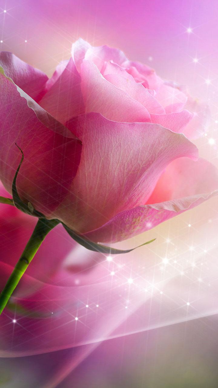 Android application Pink Roses Live Wallpaper screenshort