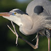 Great Blue Heron