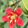 Jatropha mollissima