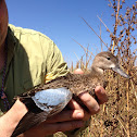 Blue wing teal