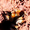 Northern Harvester termite