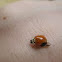 Multicolored Asian Lady Beetle (with strange growth)