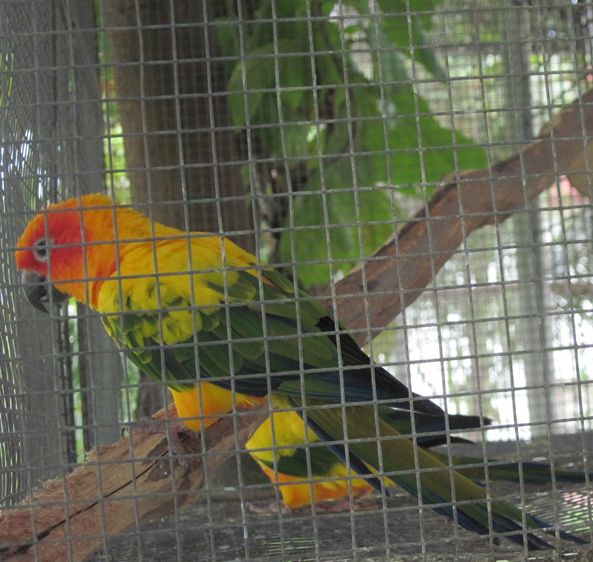 Sun Parakeet or Sun Conure