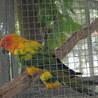 Sun Parakeet or Sun Conure