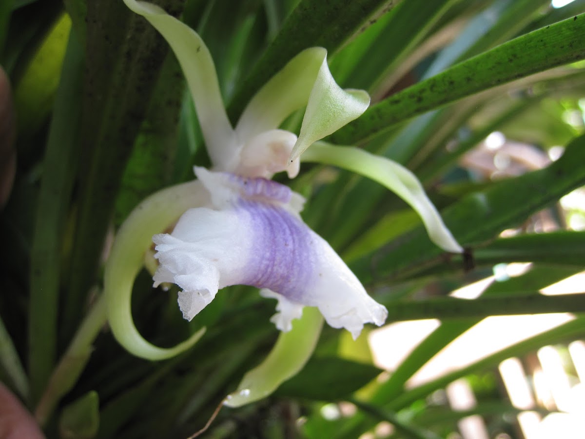 Orquídea Cochleanthes aromatica