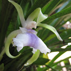 Orquídea Cochleanthes aromatica