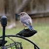 Eastern bluebird (winter)