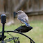 Eastern bluebird (winter)