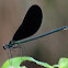 Ebony Jewelwing DamselFly