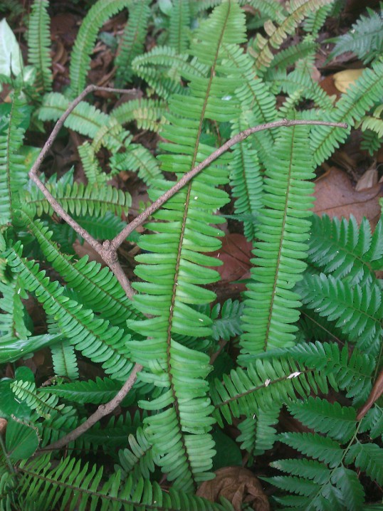 Fishbone fern
