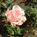 Parade rose