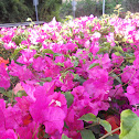 Purple Bougainvillea