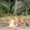 East African Lioness and cubs