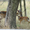White-tailed Deer (Doe and Fawn)