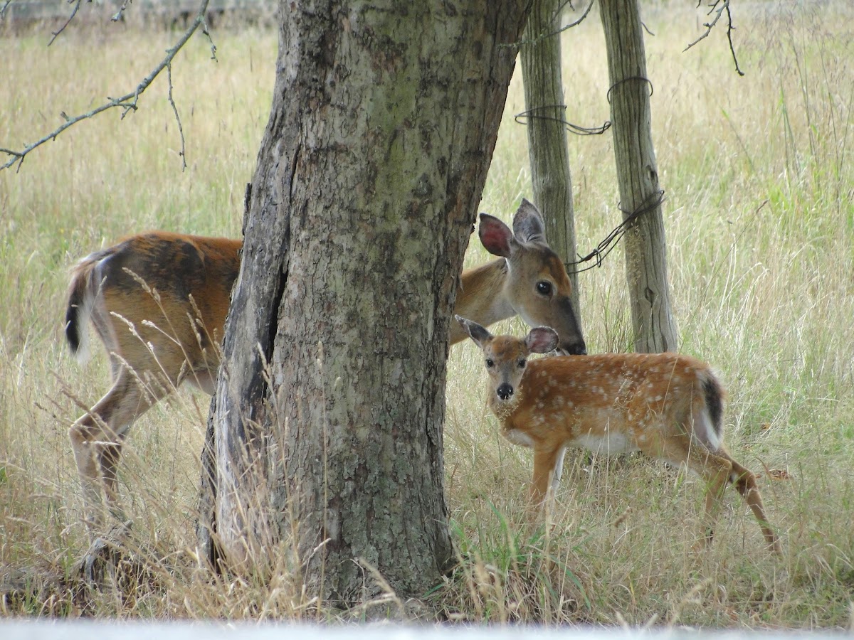 White-tailed Deer (Doe and Fawn)