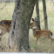 White-tailed Deer (Doe and Fawn)