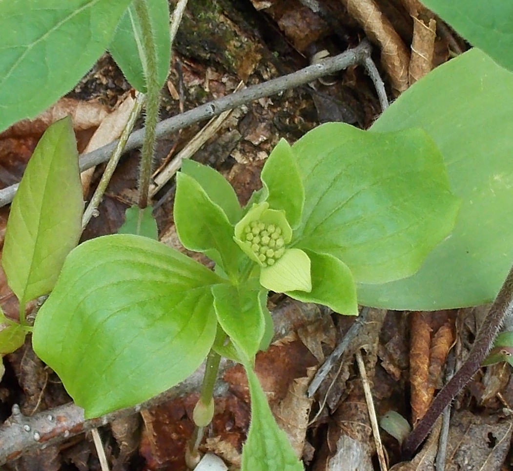 Bunchberry (Wildflower)
