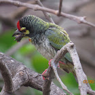 Coppersmith Barbet