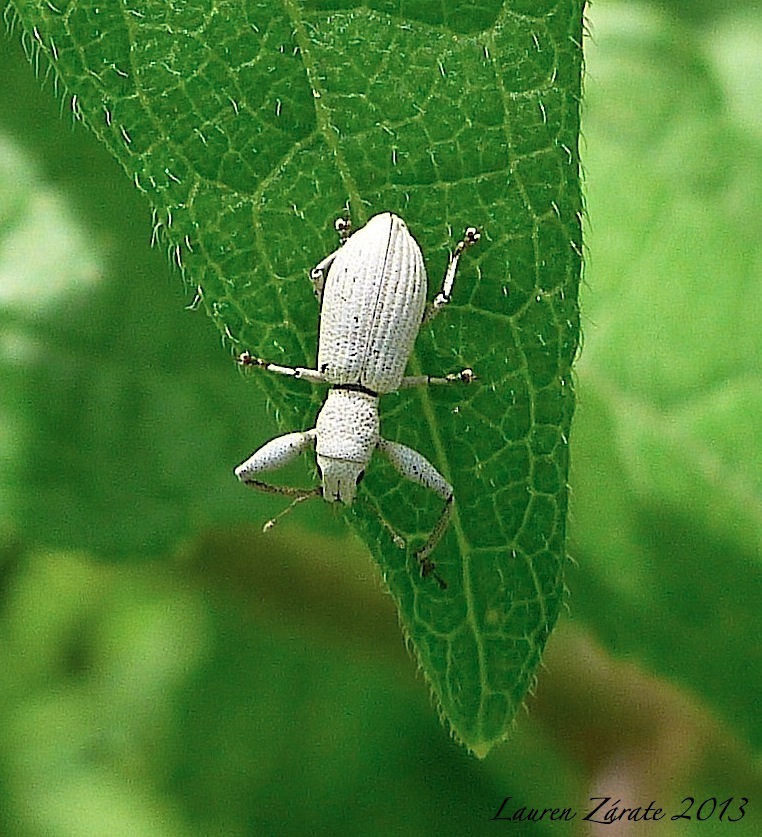Broad-Nosed Weevil