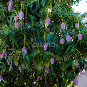 Hot mangoes by Daniel Douriet - Nature Up Close Trees & Bushes