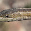 Cape Grass Lizard